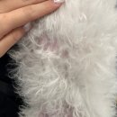 황실 애견미용 살롱 이미지