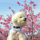 아이스+펫 | 강아지 넥쿨러 아이스링펫 쿨넥밴드 벚꽃 산책 후기