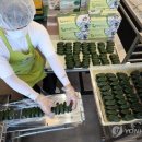 모시덕담
