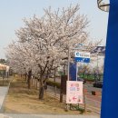 서부천 | 인천 벚꽃길 명소 &#39;계양서부천 계양경기장 벚꽃길&#39;방문 후기