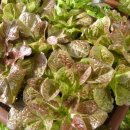 웰빙농장 이미지