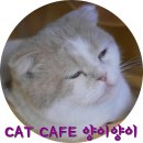 냥이와 양이 이미지