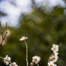 금호동 장미아파트 이미지