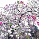 연분홍 꽃무리가 무릉도원 연상케하는 복사나무 이미지