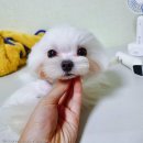 다복이네카페