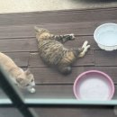 강릉숨숨집 | 그냥 과식하는 일상 32
