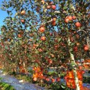 하나로농장 이미지