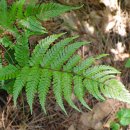 홍지네고사리 [Dryopteris erythrosora (D. C. Eaton) Kuntze] 이미지