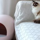 펫 매니저 이미지