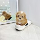 퍼피냥 이미지