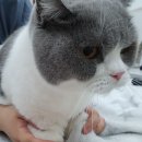 동물치과병원메이 이미지