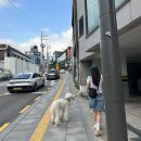 저스틴스테이크 | 해방촌 저스틴 카페 후기 예쁜 분위기+푸드+반려견까지 다 되는 완벽한 공간