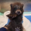 인천광역시 야생동물구조관리센터 이미지