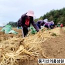 풍기유명홍삼원