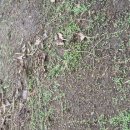 크로바농장 이미지