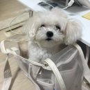 (주)진풍푸드서비스(롯데백화점평촌점) | 행복의 여름휴가 주간 (자율신경계 검사/극아타 앵콘/이승윤 생일카페/합정카페 퍼셉션/그랑핸드 마포...