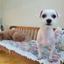 그루밍 멈머 이미지