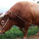 청도소싸움경기장 이미지