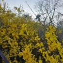 응봉개나리어린이공원 | 응봉산 개나리 축제 후기, 응봉산 개나리와 매