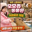 신화목장 | 🐾 제주도 카피바라 체험! 모모쥬 동물원 신화월드 솔직 후기 (내돈내산)