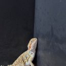 와우펫앤쥬 양산점 이미지