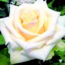 주식회사아라리오 이미지