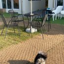 몽글몽글애견유치원 이미지