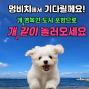 멍비치