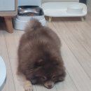 리치펫하우스 | 고양 애견유치원 강아지호텔 여행갈때 이용한 리치펫하우스