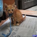 밀양삼대국밥 이미지