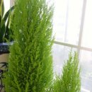 앤의정원 이미지