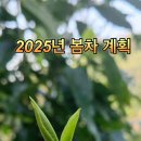 차향 이미지