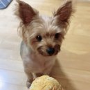 맘마멍냥 이미지