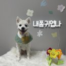 댕블리 | 부산애견미용 강아지들이 더 좋아하는 애견 미용실 댕블리 후기