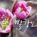 [꽃 이야기 121회]얼음 녹이며 피는 봄의 전령 - 노루귀(빨강) 이미지