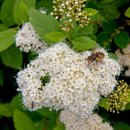 참조팝나무(Spiraea fritschiana) 이미지