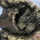 에이스디젤수리전문점 이미지