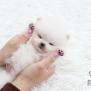 화이트포메라니안 이미지