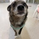 멍테소리 | 우리 강아지 보내고 마음 놓였던 광주애견유치원 멍테소리 후기