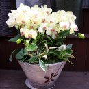 가나선물백화점 이미지