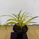 제7회 한국춘란엽예품전시회 이미지