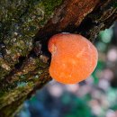 사기막 농장 이미지