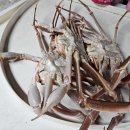 신대구초장집