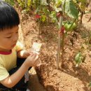 석찬농장 이미지