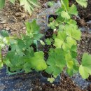 들가운데농장 이미지