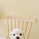 시크펫 그루밍 이미지