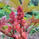 아주까리농장 이미지