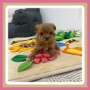 크림푸들 가족이야기 이미지