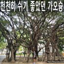 중앙자전거 | 가오슝 여행 중앙공원 산책