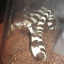 블랙엔화이트 이미지